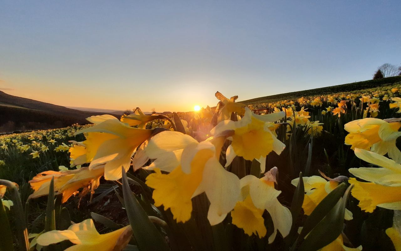 Jonquilles, prairies du Mézenc