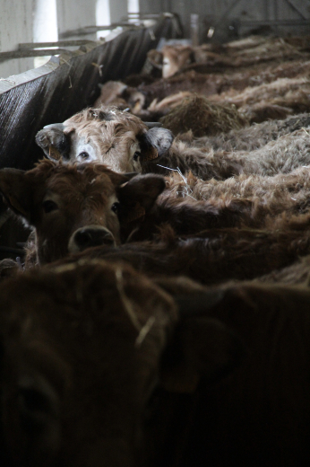 visite de ferme