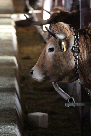 visite de ferme